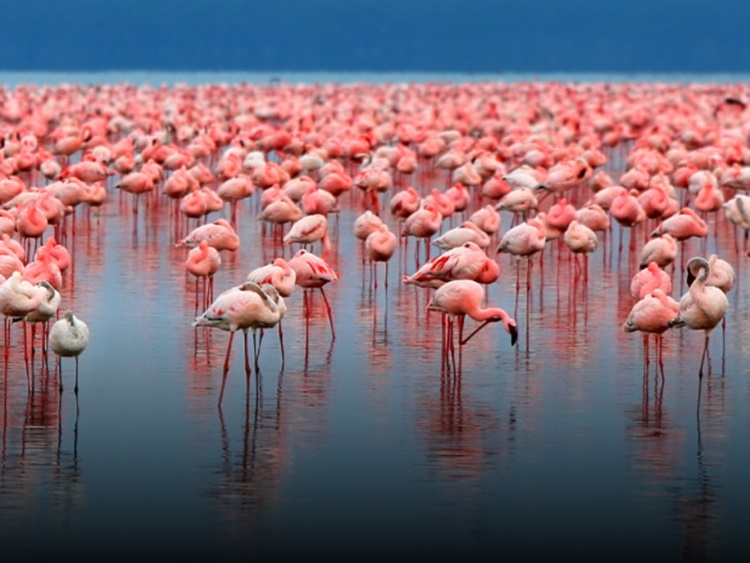 Fun Facts about Flamingos 