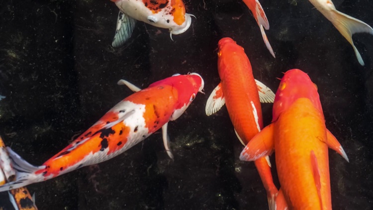 Fun Facts about Koi Fish