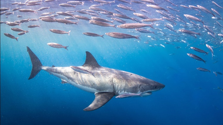 Fun Facts about White Sharks