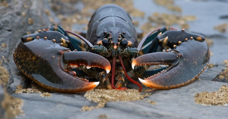 Fun Facts about Lobsters