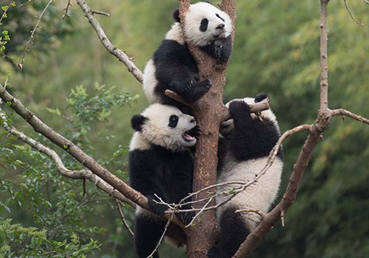 Giant Panda