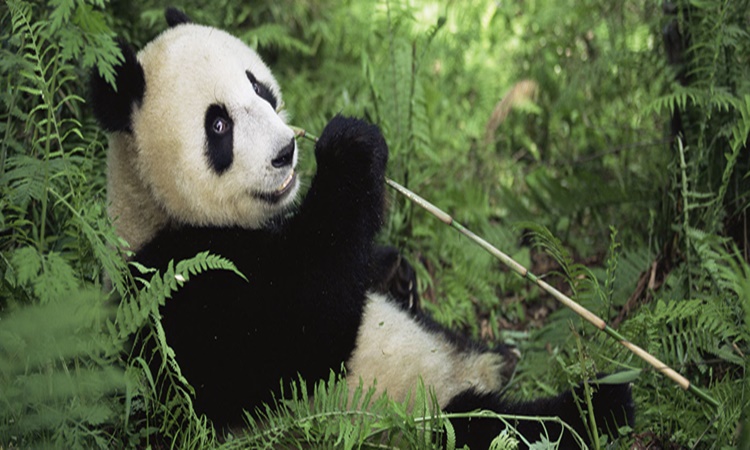 Giant Panda