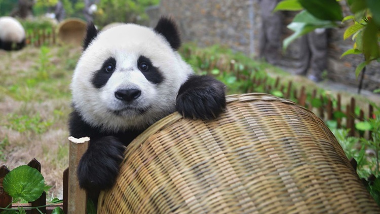 Giant Panda