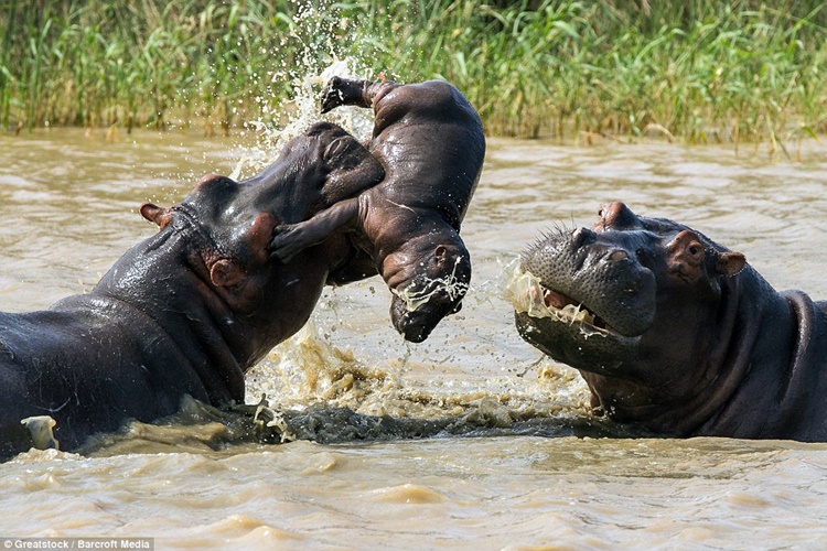 Hippopotamus