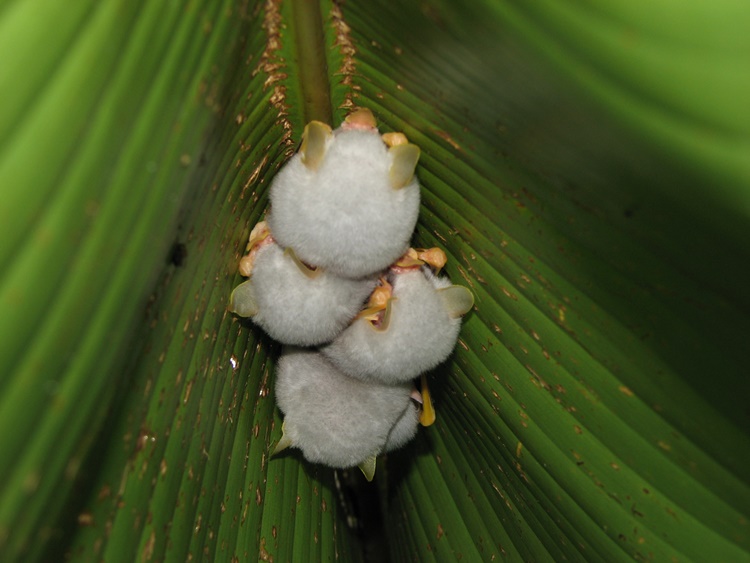 Honduran White Bat