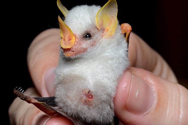 Honduran White Bat