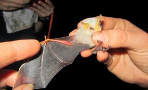 Honduran White Bat