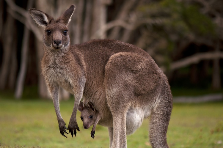 Kangaroo Trivia