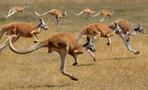 Kangaroo Trivia