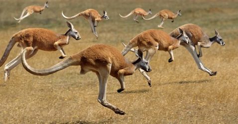 Kangaroo Trivia
