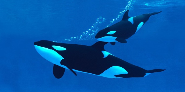 Killer Whale