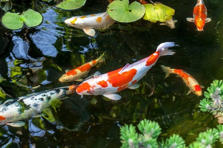 Koi Fish