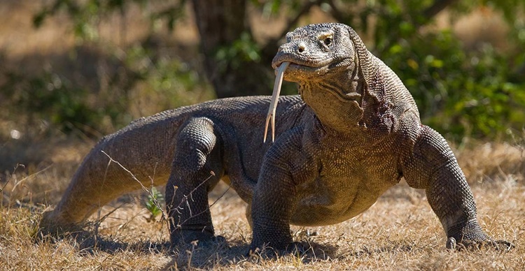 Komodo Dragon