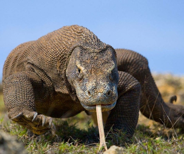 Komodo Dragon