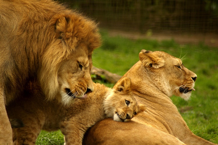 Lion