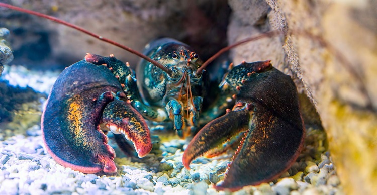 Lobsters