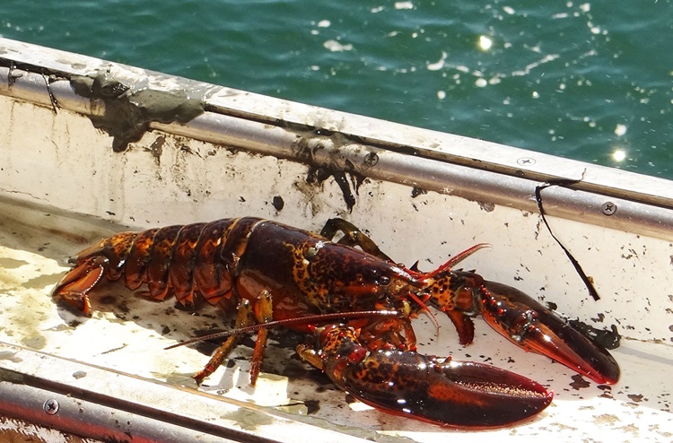 Lobsters