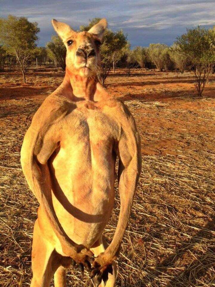 male kangaroo