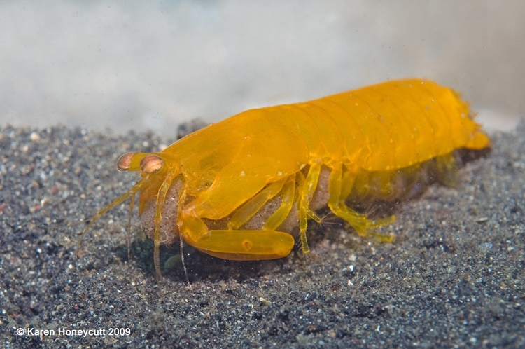 Mantis shrimp Spearer
