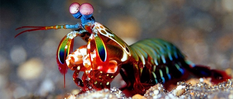 Mantis shrimp smasher