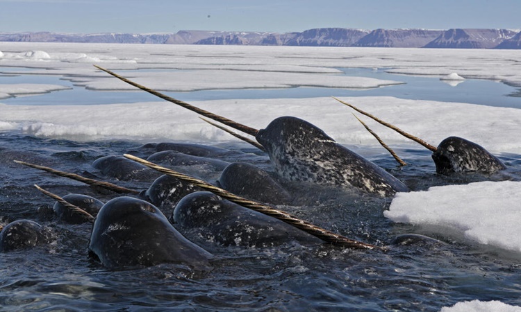 Narwhal