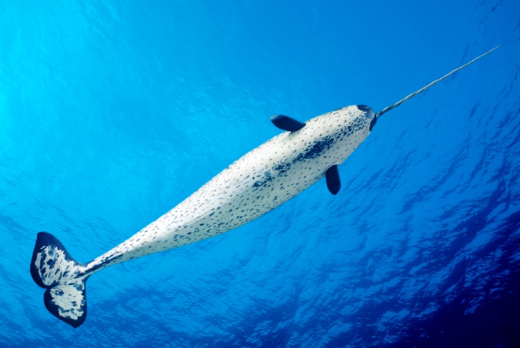 Narwhal