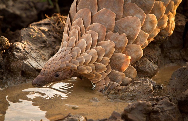 Pangolin