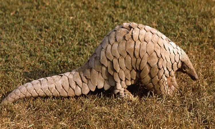 Pangolin