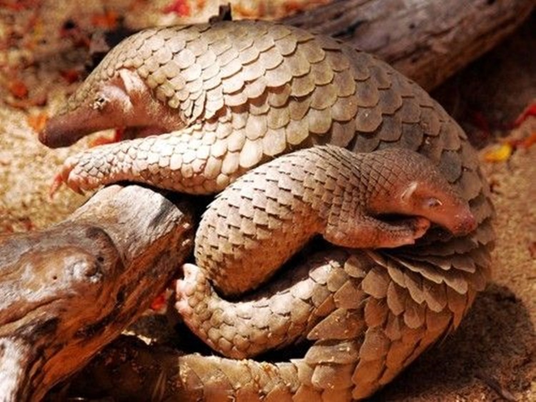 Pangolin