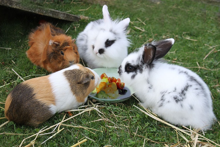 Rabbits, Guinea Pigs