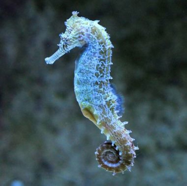 Seahorse