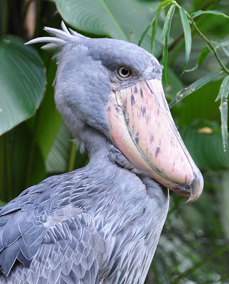 Shoebill