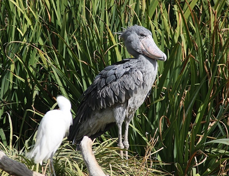Shoebill