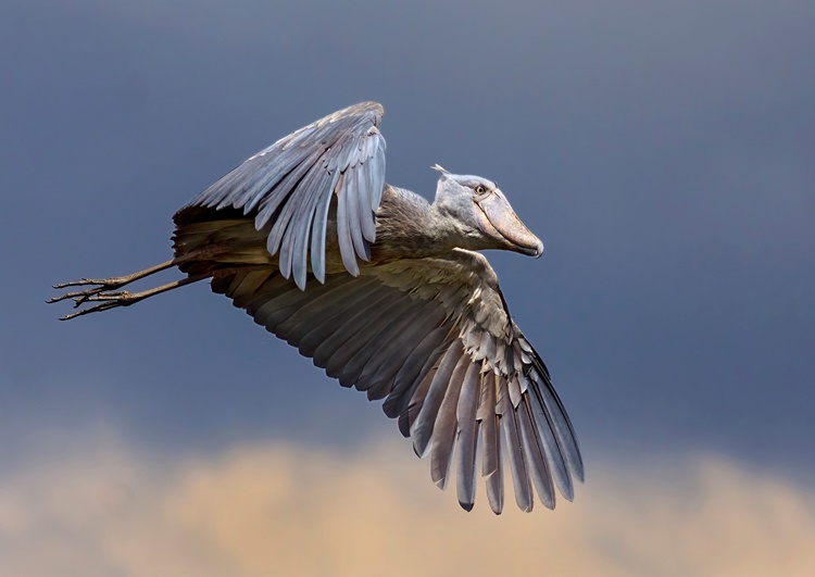 Shoebill