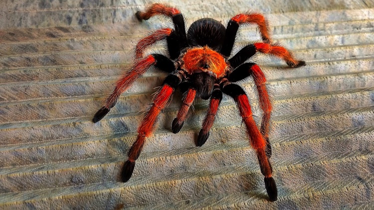 Tarantula