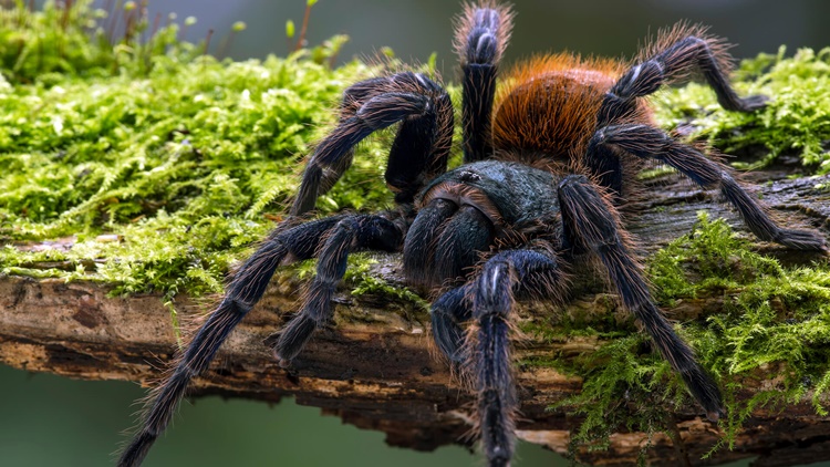 Tarantula