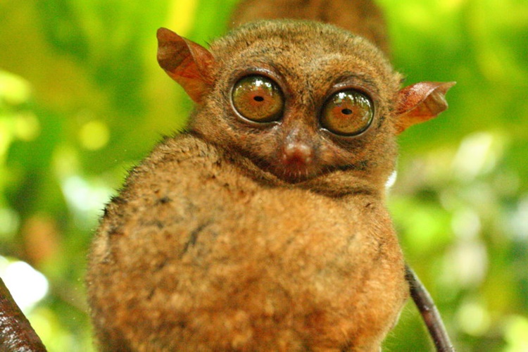 Tarsier