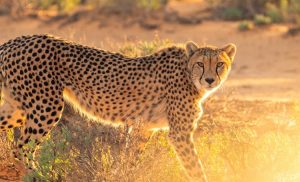 Trivia about Cheetah
