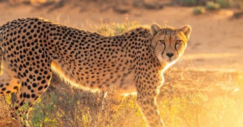 Trivia about Cheetah