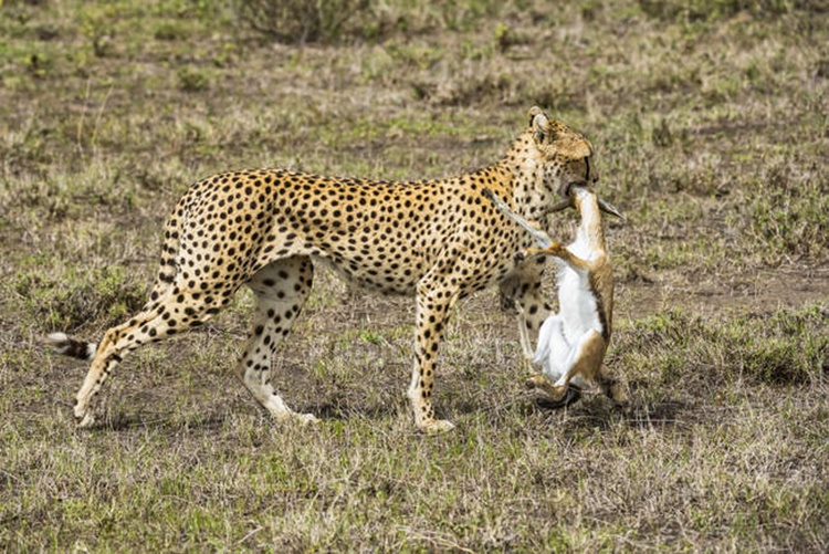 Trivia about Cheetah