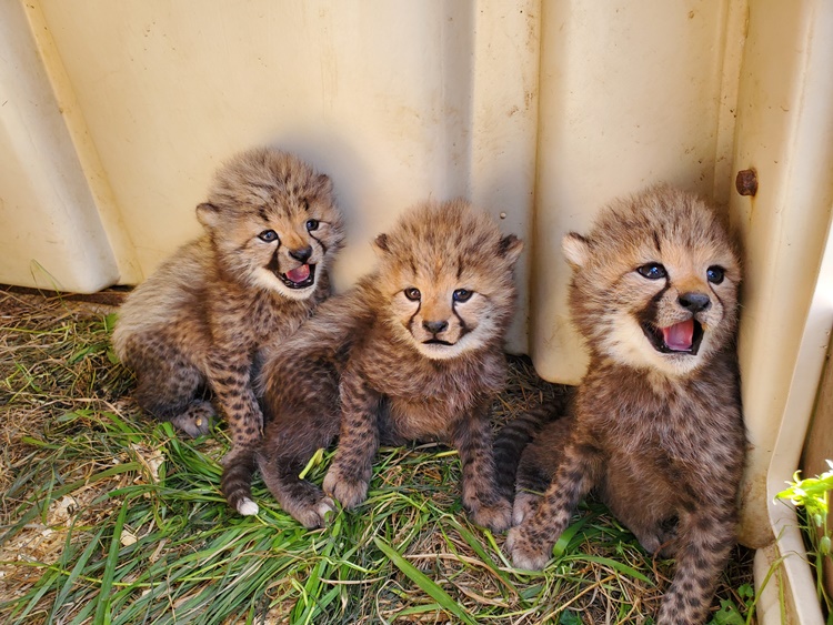 Trivia about Cheetah