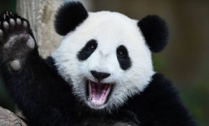 Trivia about Giant Panda