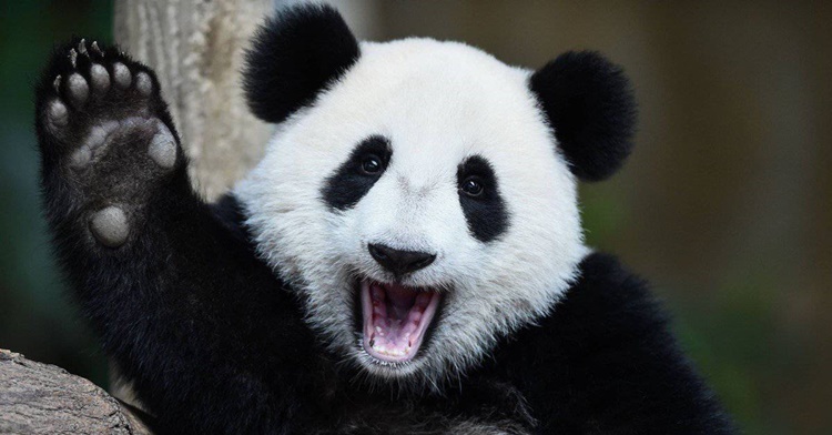 Trivia about Giant Panda