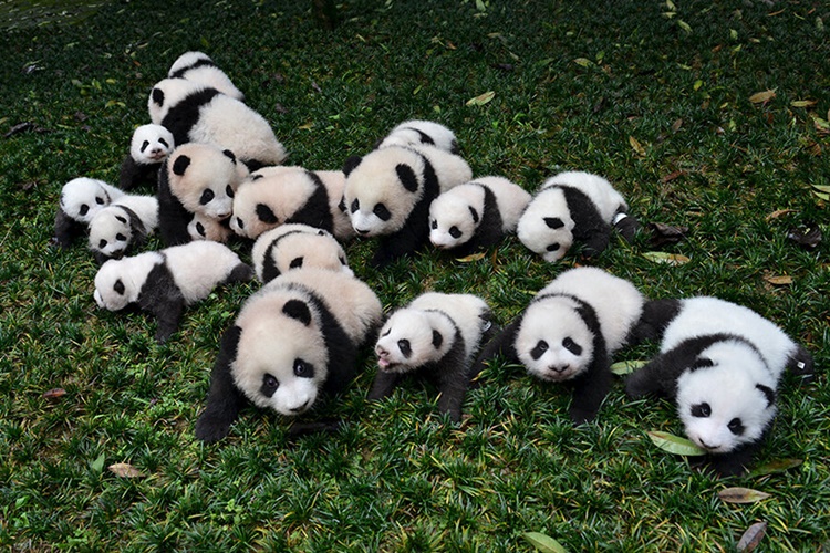 Trivia about Giant Panda