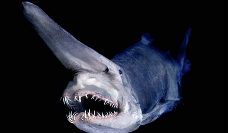 Trivia about Goblin Sharks