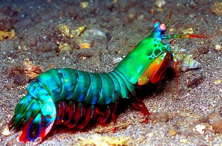 Trivia about Mantis Shrimp