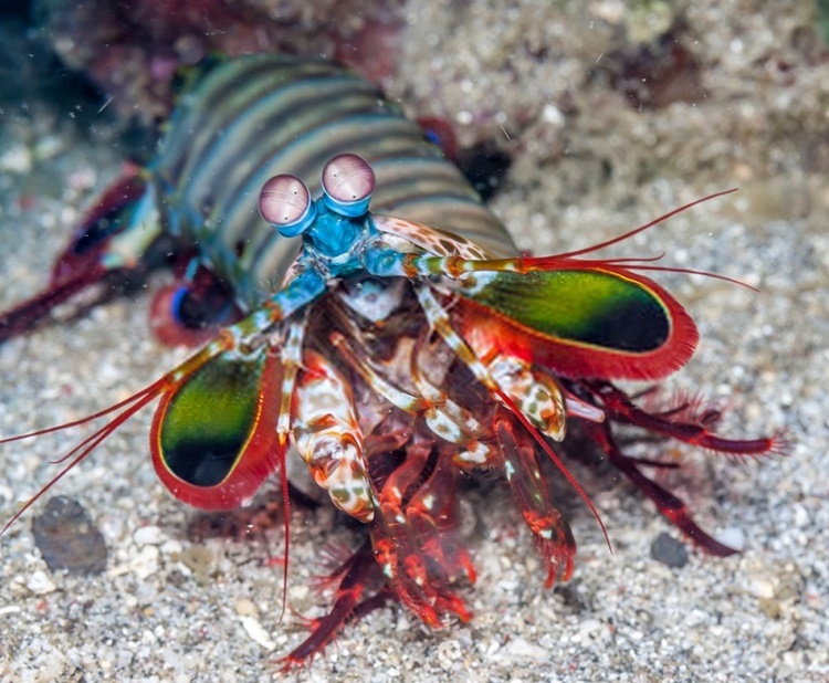 Trivia about Mantis Shrimp