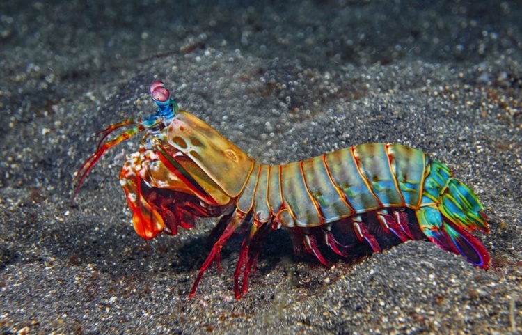 Trivia about Mantis Shrimp