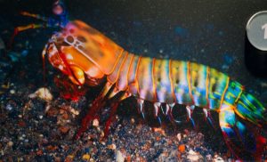 Trivia about Mantis Shrimp