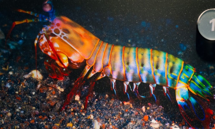 Trivia about Mantis Shrimp